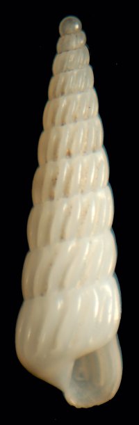 Famiglia Pyramidellidae